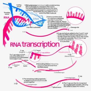 Protein Transcription, HD Png Download, Free Download