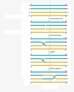 Resolution Of Holliday Junction Vertical, HD Png Download, Free Download