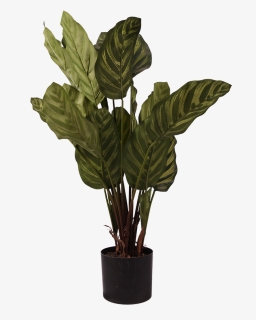 Pl111 - Houseplant, HD Png Download, Free Download