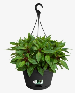 Transparent Hanging Plant Png, Png Download, Free Download