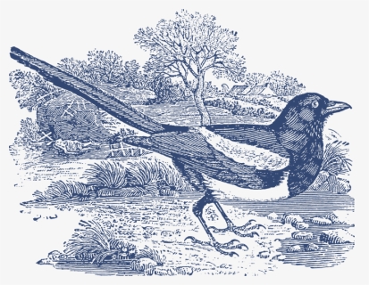 Birds Vector Vintage Bird - Thomas Bewick Magpie, HD Png Download, Free Download