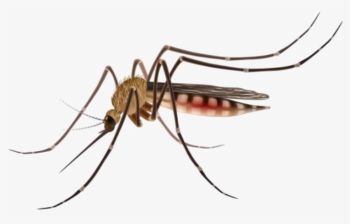 Mosquito Png Image - Mosquitoes Dengue Cartoon, Transparent Png, Free Download