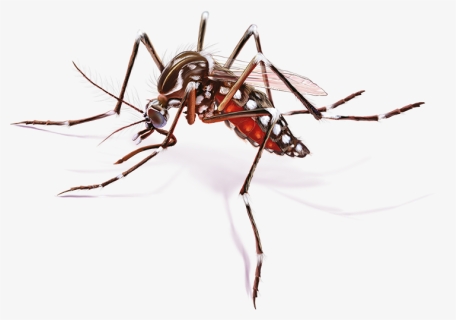 Thumb Image - Zika Virus Mosquito Png, Transparent Png, Free Download