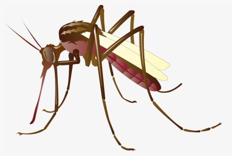 Mosquito Control Clip Art - Clip Art Mosquito Png, Transparent Png, Free Download