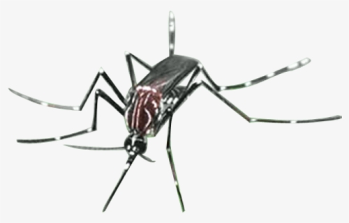 Mosquito Png Transparent Images - Citronella Oil Sri Lanka, Png Download, Free Download