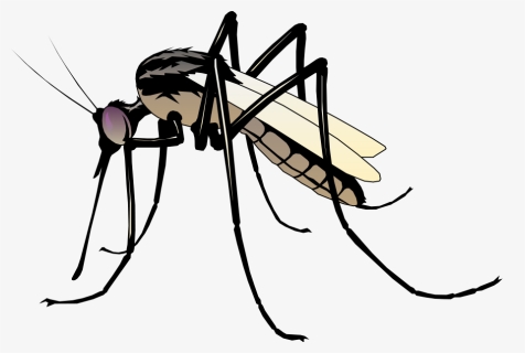 Insect 06 Free Vector 4vector - Clipart Mosquito, HD Png Download, Free Download
