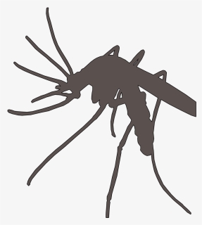 Plasmodium Vector Anopheles Mosquito - Malaria Mosquito Png, Transparent Png, Free Download