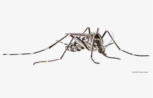 Mosquito Transparent Image - Cave Crickets, HD Png Download, Free Download