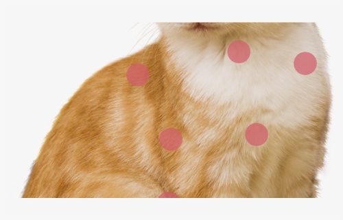 Transparent Dog Collar Png - Paw, Png Download, Free Download