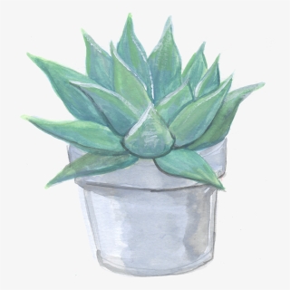 Plant - Agave, HD Png Download, Free Download
