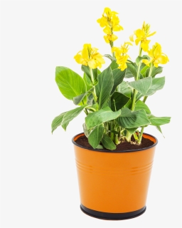 Transparent Potted Flowers Png - Yellow Canna Lily, Png Download, Free Download