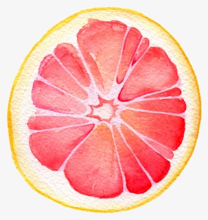 Grapefruit Watercolor Painting , Png Download - Watercolor Grapefruit Png, Transparent Png, Free Download