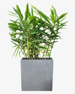 Planter Png, Transparent Png, Free Download