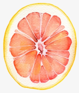 Grapefruit Watercolor , Png Download - Grapefruit Watercolor, Transparent Png, Free Download