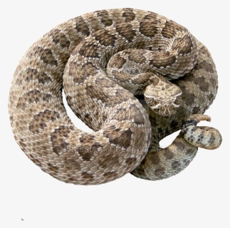 Transparent Rattle Snake Clipart - Rattlesnake Transparent Background, HD Png Download, Free Download