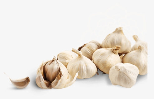 Garlic Clipart Garlic Clove - سیر Png, Transparent Png, Free Download