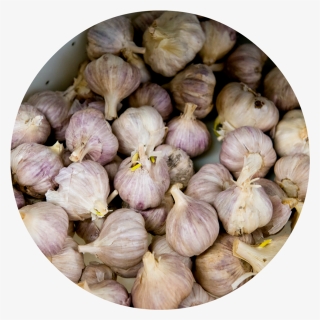 4 - Garlic, HD Png Download, Free Download