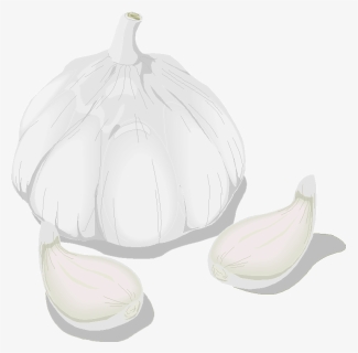 Garlic Clipart , Png Download - Pattypan Squash, Transparent Png, Free Download