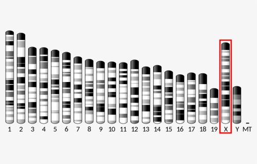 Chromosome 2 3 And 7, HD Png Download, Free Download