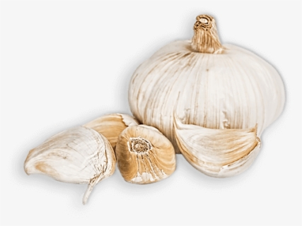 Garlic, HD Png Download, Free Download