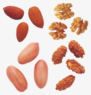 Peanut Png - Almond, Transparent Png, Free Download