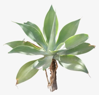 Agave Png - Agave, Transparent Png, Free Download