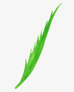 Agave , Png Download - Illustration, Transparent Png, Free Download