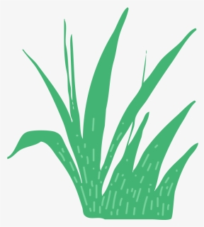 This Is A Sticker Of Grass - Agave Azul, HD Png Download, Free Download
