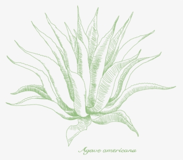 Aloe Drawing Blue Agave Plant, HD Png Download, Free Download