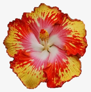 #flower #hawaiian #tropical #flowers #hibisscus #freetoedit, HD Png Download, Free Download