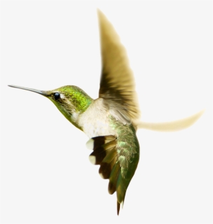 Hummingbird Png Transparent Images - Hummingbirds, Png Download, Free Download