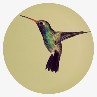 Hummingbird - Humming Bird, HD Png Download, Free Download