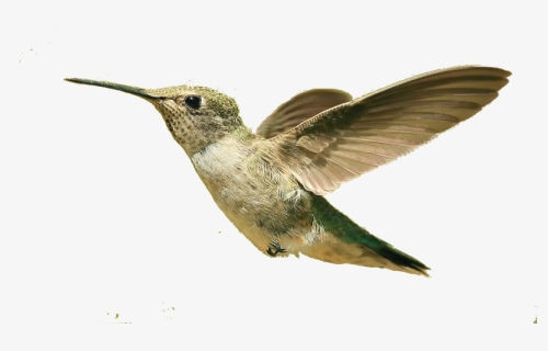 Hummingbird Png, Download Png Image With Transparent - Small Bird Flying Png, Png Download, Free Download