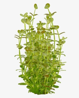 Aquarium, HD Png Download, Free Download