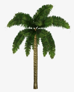 Coconut Palm - Cocos Nucifera Png, Transparent Png, Free Download