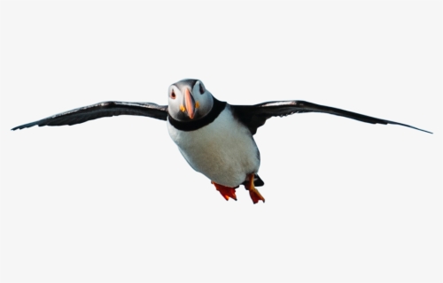 Seabird, HD Png Download, Free Download