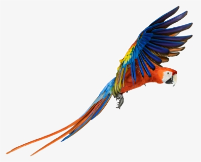 #parrot #bird #animal #color #colors #nature #fly #flying - Macaw Png, Transparent Png, Free Download