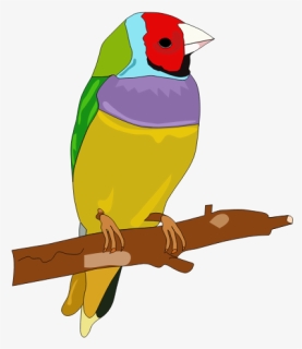 Colorful Bird - Bird Clipart In Color, HD Png Download, Free Download