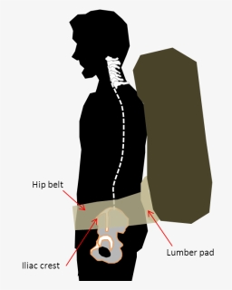 Pelvis, Hd Png Download - Illustration, Transparent Png, Free Download