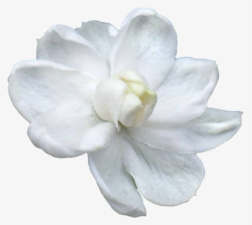 Jasmine Flower Png - Favourite Flower Of Lord Ganesha, Transparent Png, Free Download