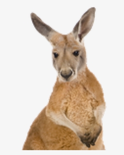 Kangaroo Png Transparent Images - Kangaroo Face Png, Png Download, Free Download