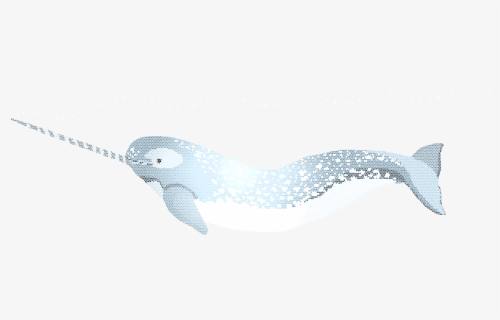 Narwhal Oney - Illustration, HD Png Download, Free Download