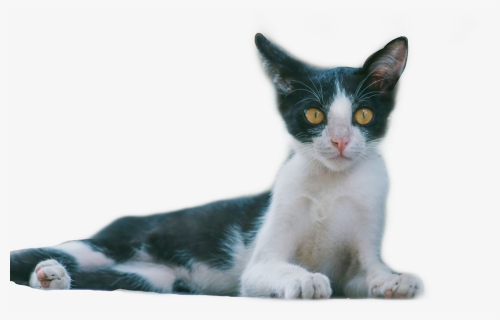 #cat #png #shocked #kitten #freetoedit - Domestic Short-haired Cat, Transparent Png, Free Download