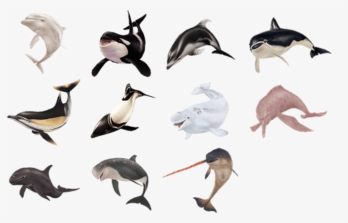 Endless Ocean Wiki - Short-beaked Common Dolphin, HD Png Download, Free Download