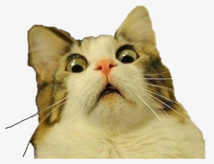 #shocked #cat #freetoedit - Cat Meme Transparent Background, HD Png Download, Free Download
