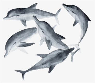 Modal - Painted Dolphins Black And White, HD Png Download, Free Download