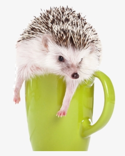 Hedgehog Png , Png Download - Hedgehog, Transparent Png, Free Download