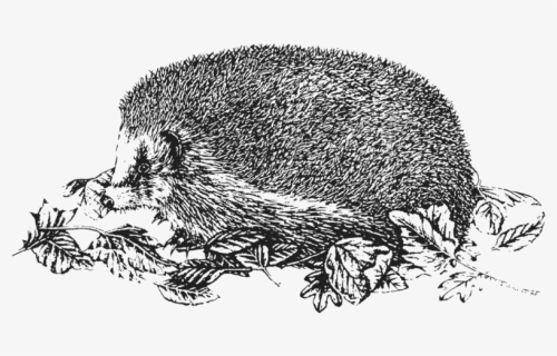 Punxsutawney Phil, HD Png Download, Free Download