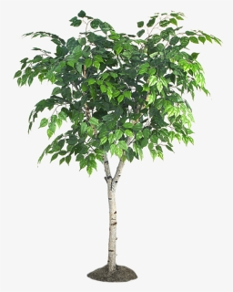 Fig Tree Png, Transparent Png, Free Download