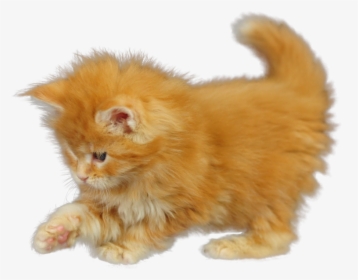 Transparent Cat Png Transparent - Orange Kitten Png Transparent, Png Download, Free Download